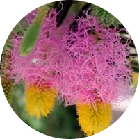 Dyglomera®